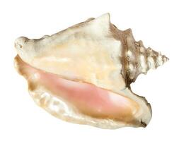 tömma trumpetsnäcka av mollusk isolerat på vit foto