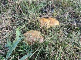 sopp ätlig svamp i höst gräs, säsong- naturlig bakgrund, skog svamp plockning närbild, selektiv fokus topp se bild foto