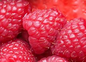 rött hallon, rubus idaeus frukt foto