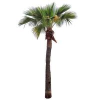 palmträd isolerad foto