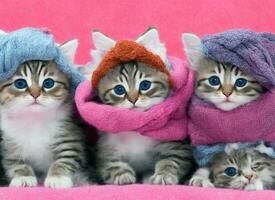 tre färgad katt i en vinter- hatt och en scarf på de vinter- bakgrund. foto