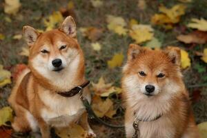 hundar av de japansk ras shiba inu i de höst parkera. porträtt av två hundar foto