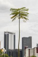 ovanlig lång tunn palm i Kuala Lumpur. foto