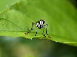 hus flyga makro fotografi foto