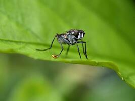 hus flyga makro fotografi foto