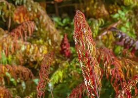 rhus tyfin i oktober. gul röd löv av staghorn sumak. rhus tyfin är en arter av blommande växter i de Anacardiaceae familj. foto