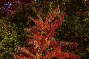 rhus tyfin i oktober. gul röd löv av staghorn sumak. rhus tyfin är en arter av blommande växter i de Anacardiaceae familj. foto