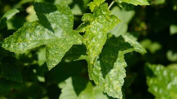 vinbär löv skadad förbi svamp sjukdomar eller insekt skadedjur. brist eller överskott av element och mikroelement av växt näring, sjukdom. foto