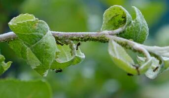 närbild av bladlus koloni - aphididae och myror - på aple träd blad. makro Foto av insekt skadedjur - växt löss, grönfluga, svart fluga eller vitfluga - sugande juice från växt.