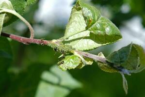 närbild av bladlus koloni - aphididae och myror - på aple träd blad. makro Foto av insekt skadedjur - växt löss, grönfluga, svart fluga eller vitfluga - sugande juice från växt.