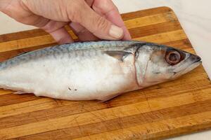 kvinna hand innehav hela rå makrill fisk foto