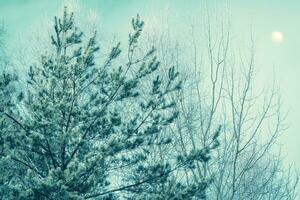 landskap. frysta vinter- skog med snö täckt träd. foto
