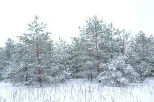 landskap. frysta vinter- skog med snö täckt träd. foto