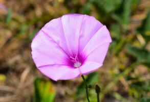 convolvulus althaeoides växt blomma fotografi foto