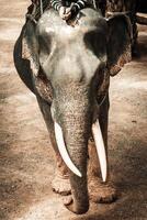 elefant i thailand foto