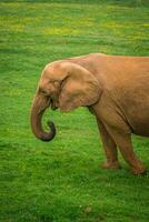 elefant i de addo elefant nationell parkera, söder afrika foto