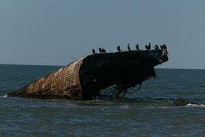 dessa dubbelkrönt skarv fåglar är uppflugen på de nedsänkt fartyg utstående från de hav. de skön brun rostig fartyg. foto