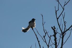 härmfågel uppflugen på grenar av en träd. fjädrar fluffig från de vind blåser honom. de grå fjäderdräkt byggd till blandning i. de lemmar är bar som visar de falla säsong. Söt blå himmel i de bakgrund. foto