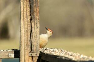 detta söt liten rödbukad hackspett var kikar ut från Bakom de trä- posta framställning Säker allt var säker. med hans liten vit kropp röd huvud detta avian har anlände för några mat. foto