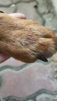 hundar' fötter bli smittad och kliande, på grund av till allergier till överskott protein foto