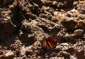 Söt monark fjäril Sammanträde i de lera. de mörk brun smuts gör de skön svart och orange vingar av de insekt stå ut. foto