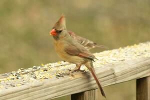 kvinna kardinal kommande ut till de trä- räcke för fågelfrö. henne brun fjädrar är designad för kamouflage som motsatt till de ljus röd av de manlig. henne liten orange näbb spetsig utåt. foto
