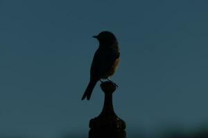 söt liten blåsångare kom ut till besök de trä- fågelmatare. hans rostig orange mage med en vit lappa står ut från hans blå huvud. hans mörk ögon se tvärs över de sätt. detta liten avian är Framställ. foto