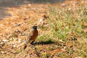 skön robin stående i de gräs med brun färger Allt runt om. detta fågel till många betyder vår. de avian har en mörk svart kropp med ett orange mage. den nästan utseende tycka om en stjärna runt om hans öga. foto