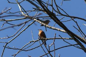 två Robins uppflugen i de träd. de svart fjädrar blandning i med de bar grenar. de liten orange magar stå ut. de lemmar av de träd do inte ha löv på grund av till de vinter- säsong. foto