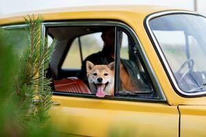 shiba inu hund ser ut av de fönster av en bil foto