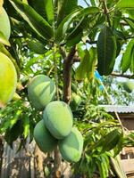 mango frukt på de träd i de trädgård, thailand. foto