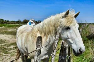 en vit häst stående Bakom en staket foto
