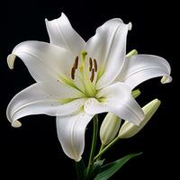 vit lilja blomma foto