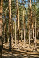 tall skog med de stråle av de Sol lysande genom de träd. foto