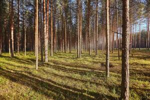 skön landskap av tall skog i sommar dag. de lång träd av de tall träd växande i de gammal skog. foto