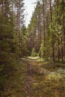 skog väg under solnedgång solstrålar. körfält löpning genom de sommar lövfällande skog på gryning eller soluppgång. foto