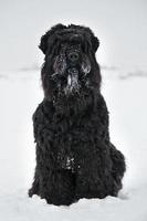 stor svart terrier med nosparti i snön foto