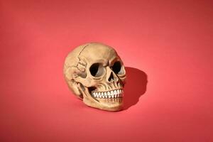 realistisk modell av en mänsklig skalle med tänder och skugga på en röd bakgrund. medicinsk vetenskap eller halloween Skräck begrepp. foto