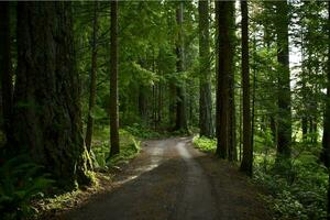 lugn resa genom grön skog foto