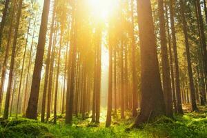 lugn solbelyst skog med grön tak och träd trunkar foto