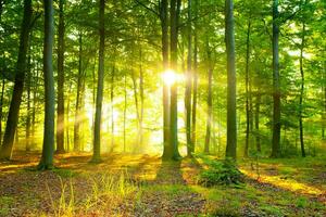 lysande solstrålar belysa lugn skog hamn foto