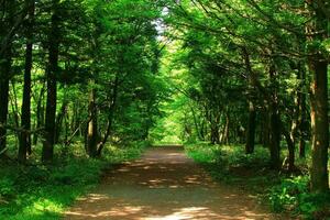 de lugn väg genom de frodig grön skog foto