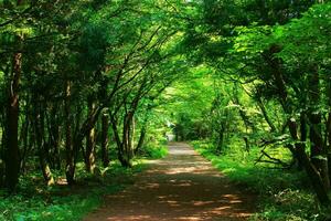 lugn landsbygden promenader mitt i frodig grön lövverk och skog foto