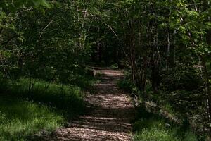 lugn väg genom grön skog foto