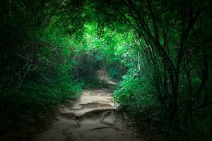 solbelyst väg genom frodig grön skog foto