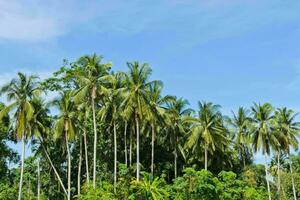 lugn tropisk strand med handflatan träd och blå hav. foto