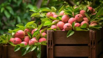 nyligen plockade guava frukt från trädgård placerad i de lådor. generativ ai foto