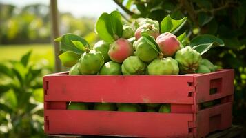 nyligen plockade guava frukt från trädgård placerad i de lådor. generativ ai foto