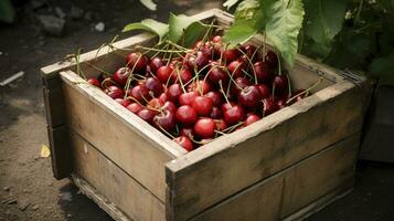 nyligen plockade körsbär frukt från trädgård placerad i de lådor. generativ ai foto