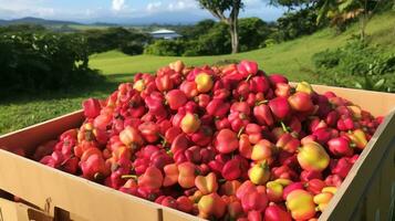 nyligen plockade ackee frukt från trädgård placerad i de lådor. generativ ai foto